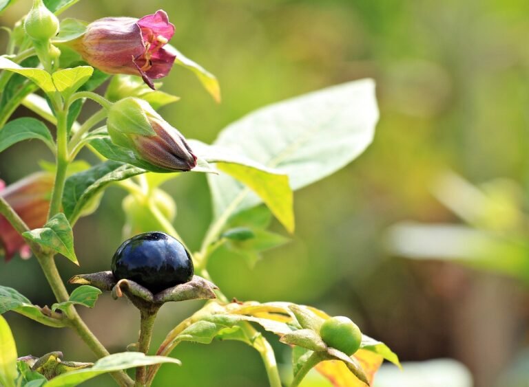 great cherry, atropa belladonna, plant